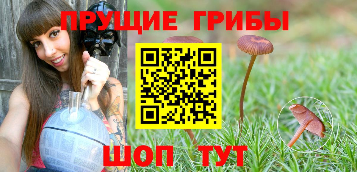 Галлюциногенные грибы Psilocybe Котлас